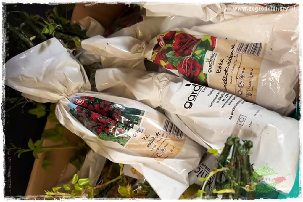 Jak sadzić krzewy z odkrytym korzeniem 2 Jak sadzić krzewy z odkrytym korzeniem 2