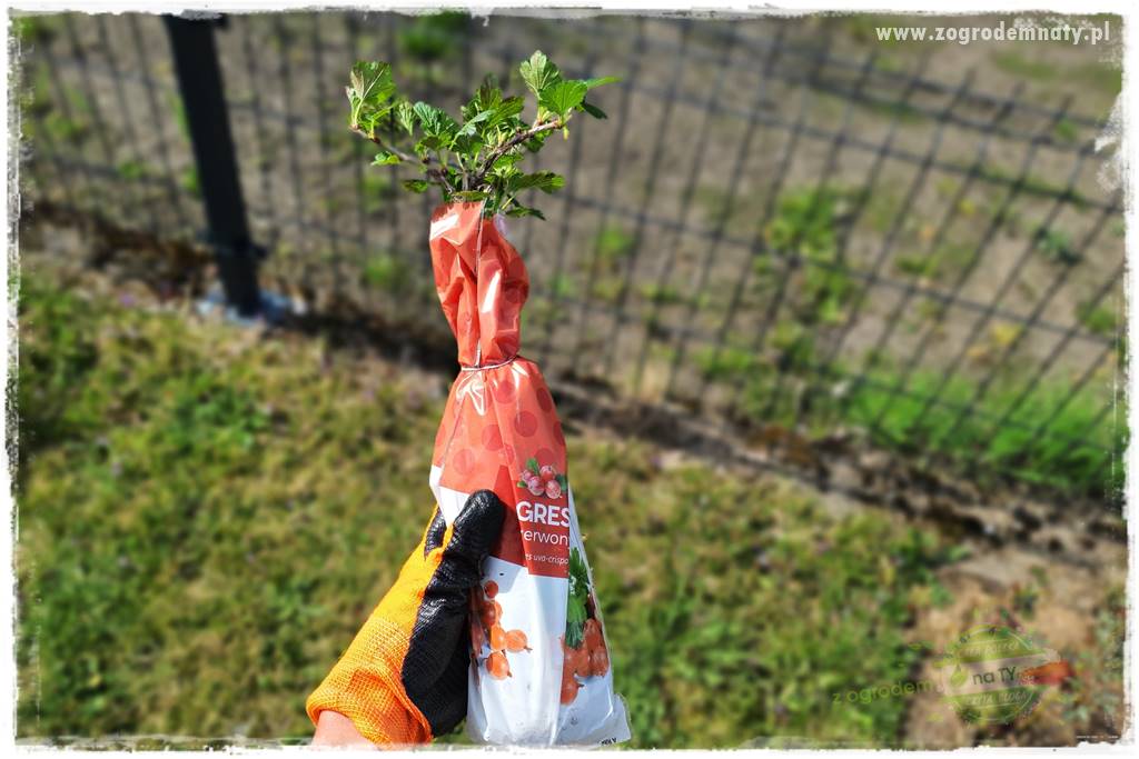 Jak sadzić krzewy z odkrytym korzeniem 20