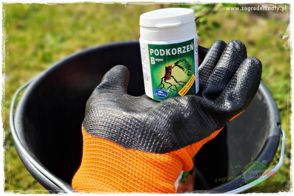 Jak sadzić krzewy z odkrytym korzeniem 21 Jak sadzić krzewy z odkrytym korzeniem 21