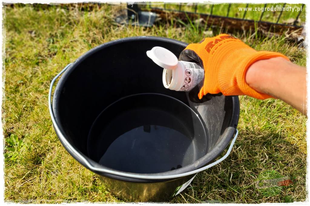 Jak sadzić krzewy z odkrytym korzeniem 22 Jak sadzić krzewy z odkrytym korzeniem 22