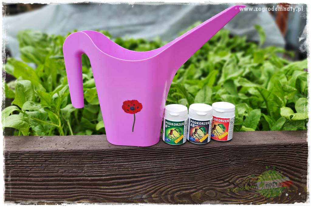 Jak sadzić krzewy z odkrytym korzeniem 25 Jak sadzić krzewy z odkrytym korzeniem 25