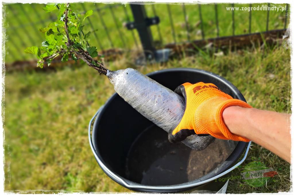 Jak sadzić krzewy z odkrytym korzeniem 26 Jak sadzić krzewy z odkrytym korzeniem 26