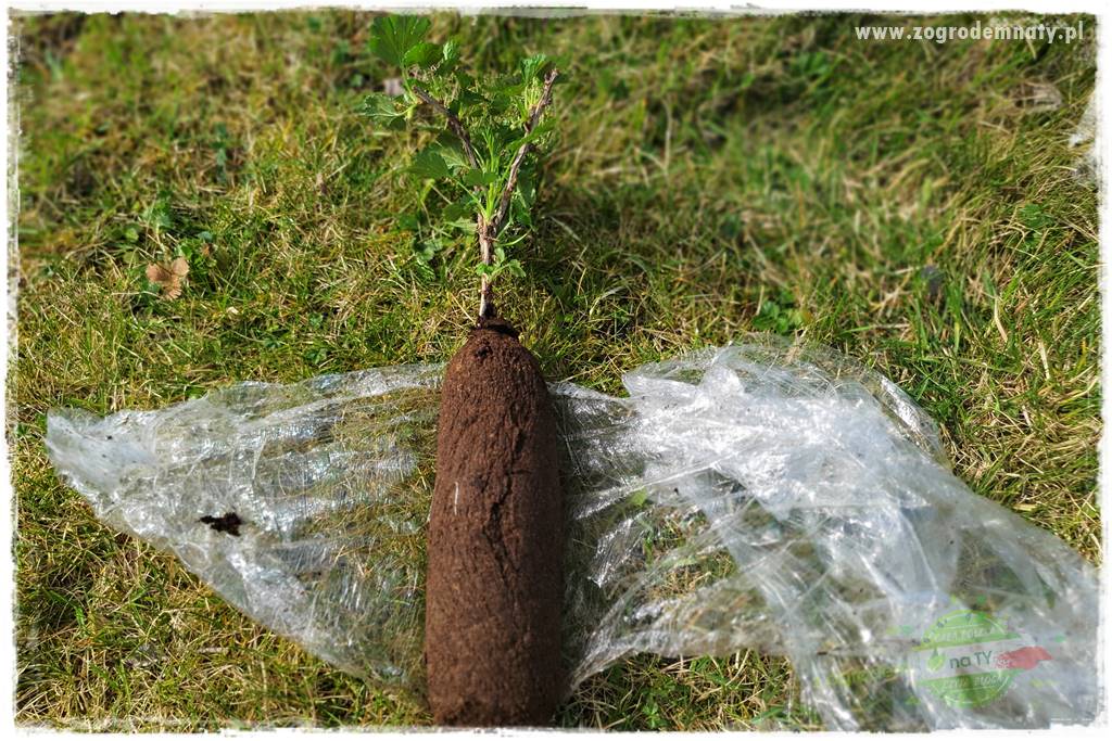 Jak sadzić krzewy z odkrytym korzeniem 27 Jak sadzić krzewy z odkrytym korzeniem 27