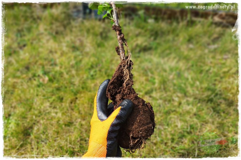 Jak sadzić krzewy z odkrytym korzeniem 28 Jak sadzić krzewy z odkrytym korzeniem 28