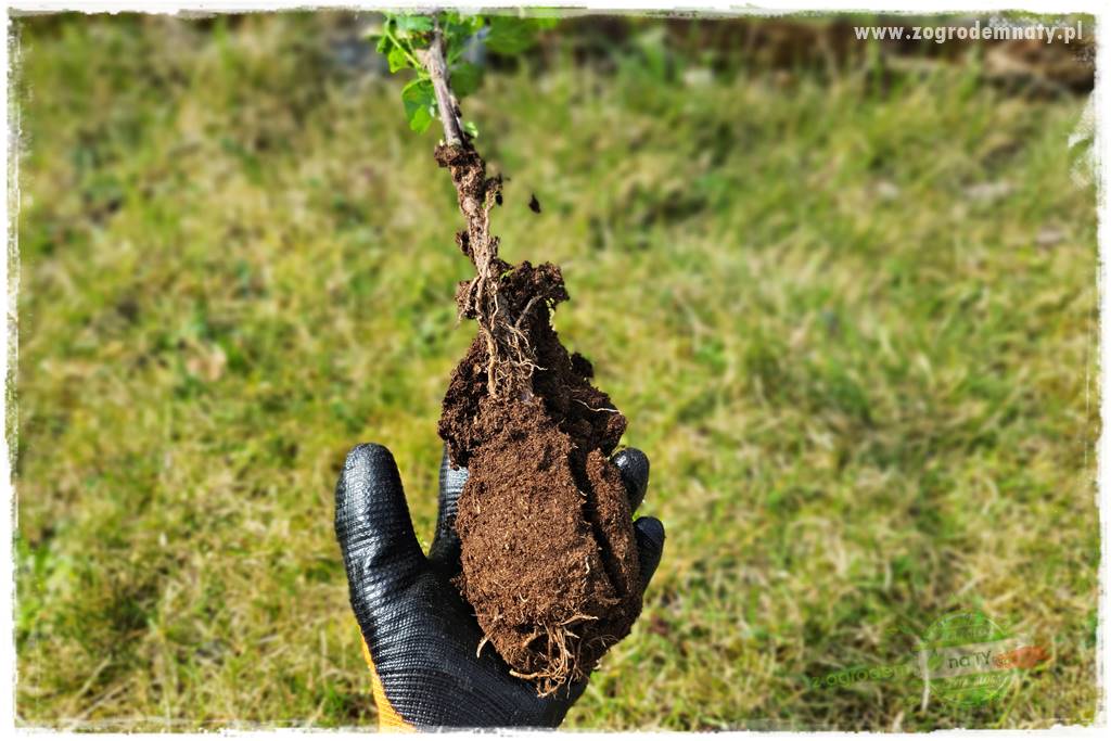 Jak sadzić krzewy z odkrytym korzeniem 29 Jak sadzić krzewy z odkrytym korzeniem 29