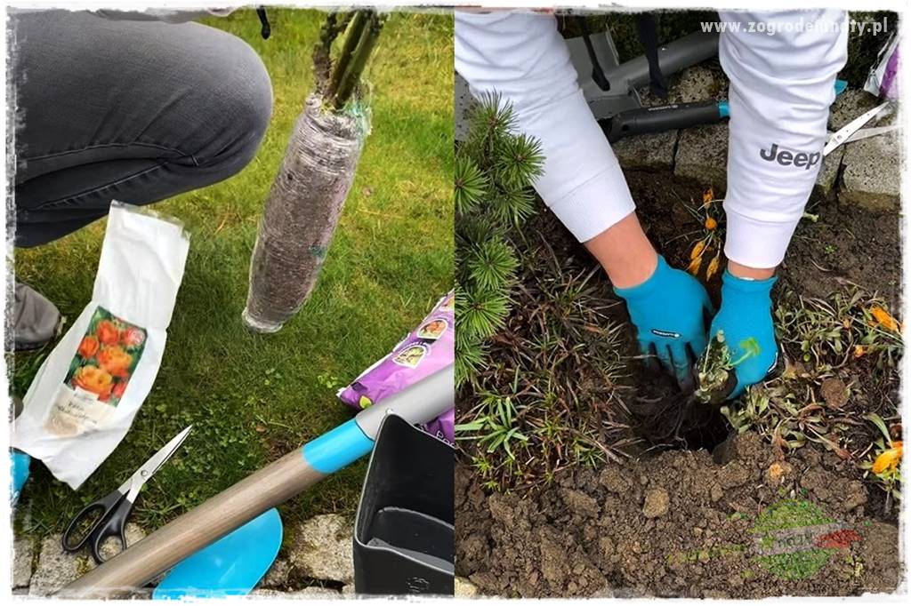 Jak sadzić krzewy z odkrytym korzeniem 3 Jak sadzić krzewy z odkrytym korzeniem 3