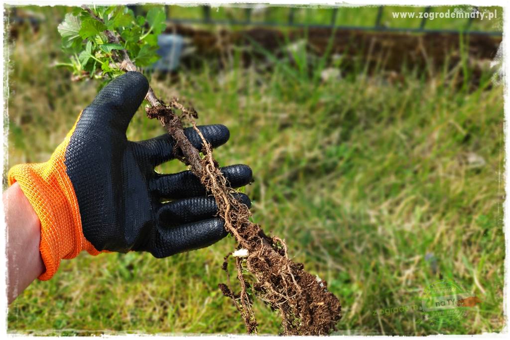 Jak sadzić krzewy z odkrytym korzeniem 30 Jak sadzić krzewy z odkrytym korzeniem 30