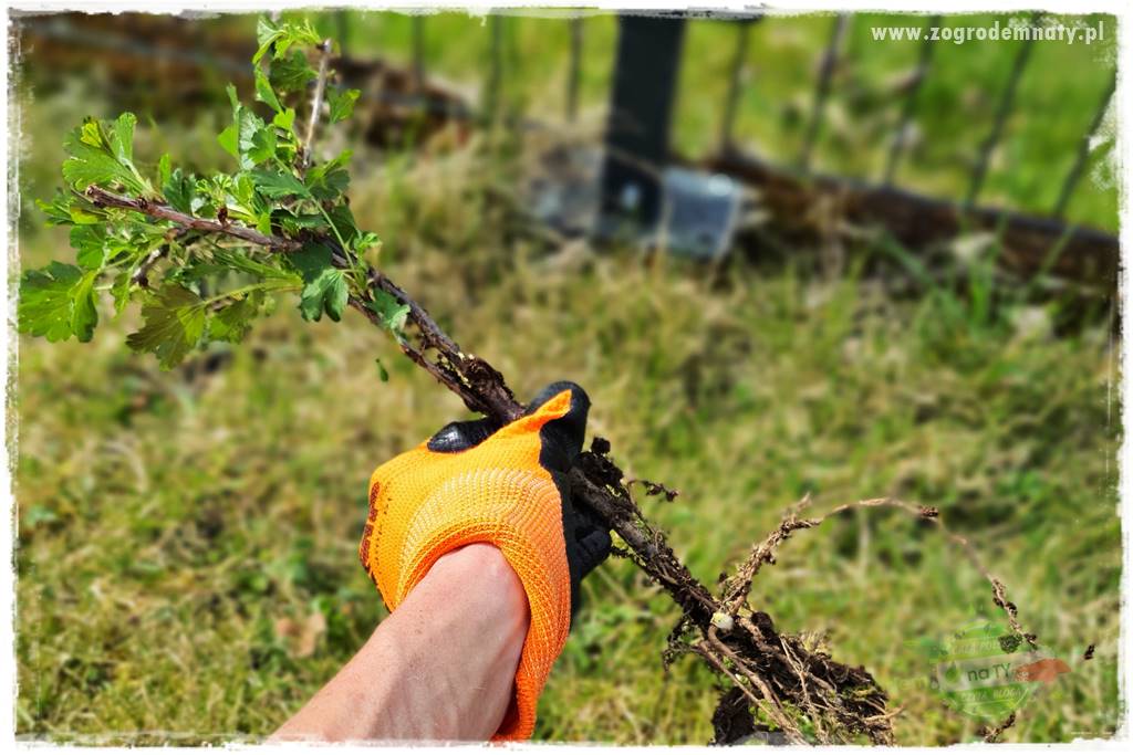 Jak sadzić krzewy z odkrytym korzeniem 31 Jak sadzić krzewy z odkrytym korzeniem 31