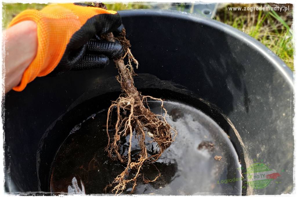 Jak sadzić krzewy z odkrytym korzeniem 32 Jak sadzić krzewy z odkrytym korzeniem 32