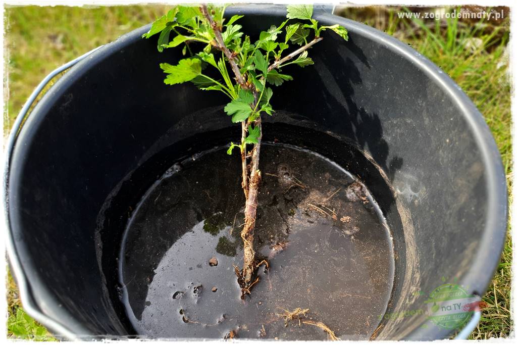 Jak sadzić krzewy z odkrytym korzeniem 33 Jak sadzić krzewy z odkrytym korzeniem 33