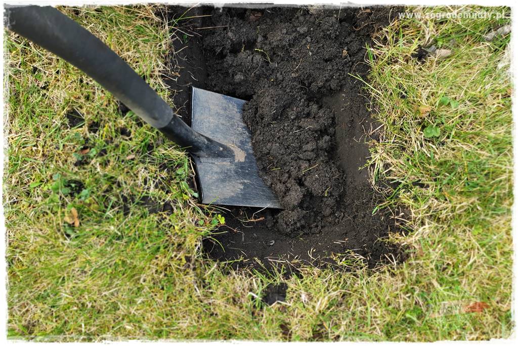 Jak sadzić krzewy z odkrytym korzeniem 34 Jak sadzić krzewy z odkrytym korzeniem 34