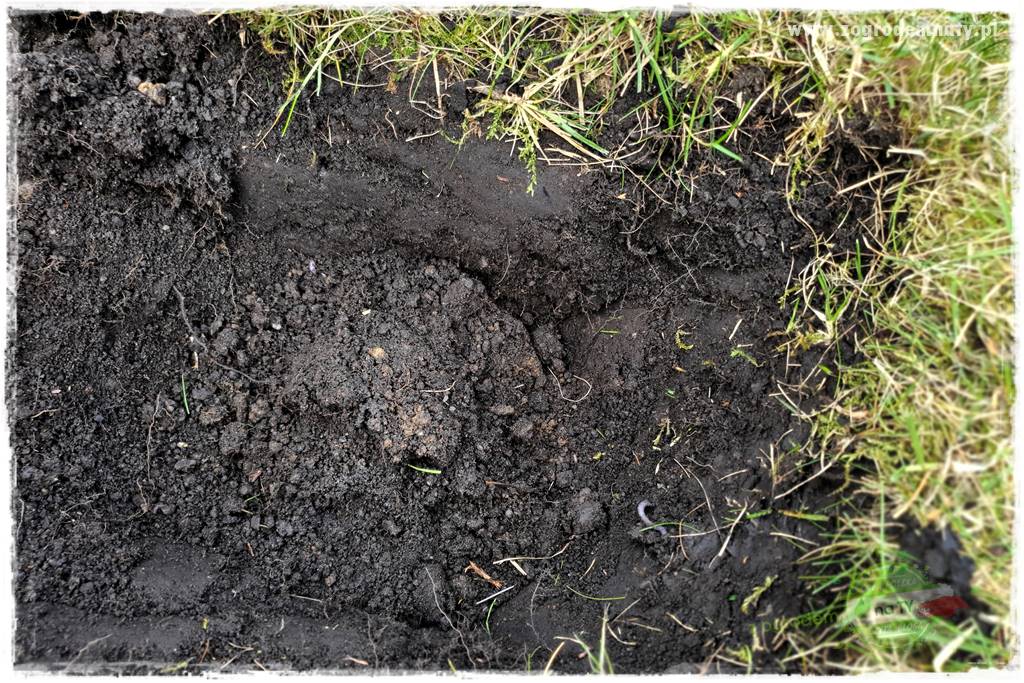 Jak sadzić krzewy z odkrytym korzeniem 35 Jak sadzić krzewy z odkrytym korzeniem 35