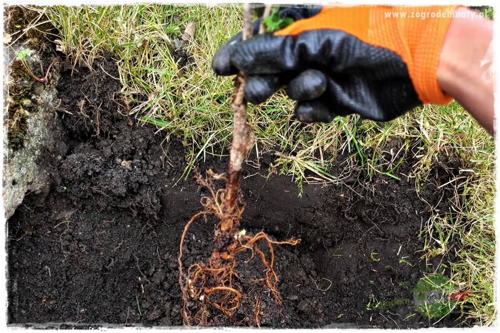 Jak sadzić krzewy z odkrytym korzeniem 36 Jak sadzić krzewy z odkrytym korzeniem 36