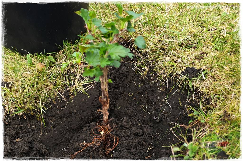 Jak sadzić krzewy z odkrytym korzeniem 37 Jak sadzić krzewy z odkrytym korzeniem 37