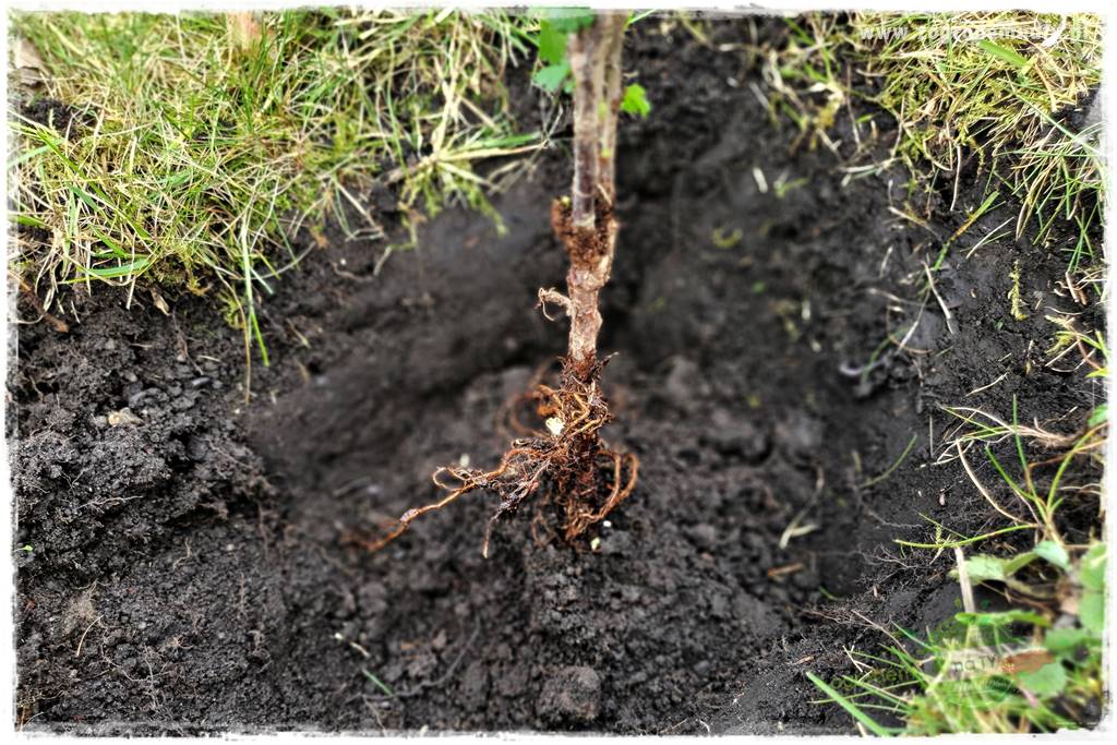 Jak sadzić krzewy z odkrytym korzeniem 38 Jak sadzić krzewy z odkrytym korzeniem 38