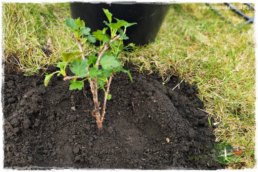 Jak sadzić krzewy z odkrytym korzeniem 39 Jak sadzić krzewy z odkrytym korzeniem 39