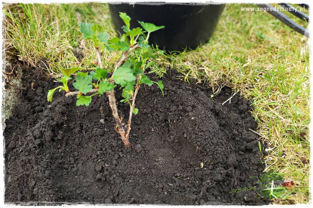Jak sadzić krzewy z odkrytym korzeniem 40 Jak sadzić krzewy z odkrytym korzeniem 40