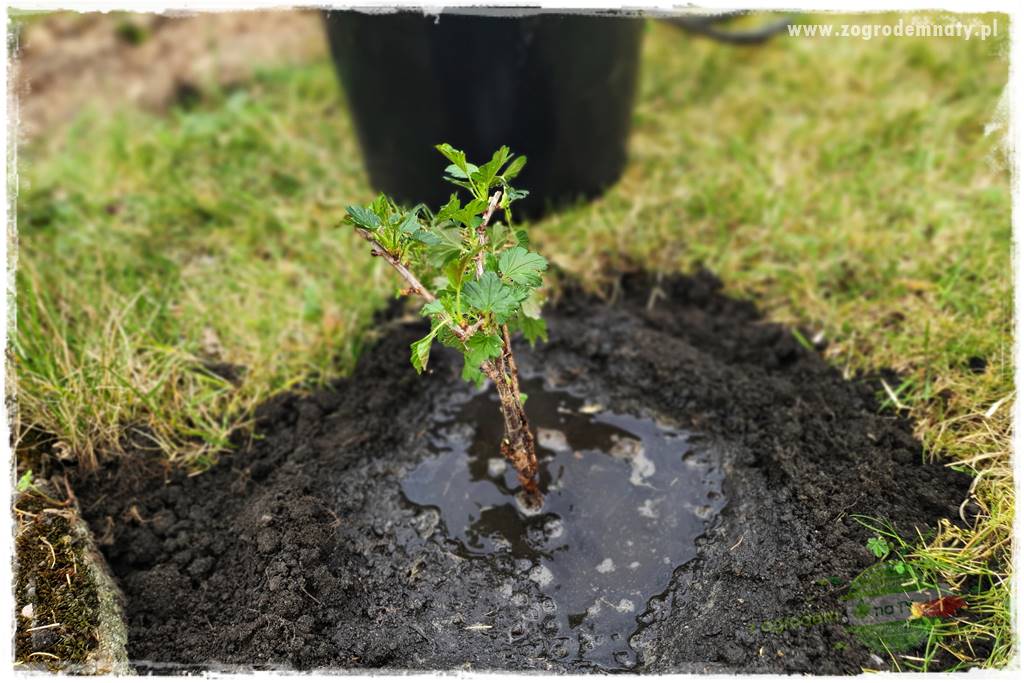 Jak sadzić krzewy z odkrytym korzeniem 41