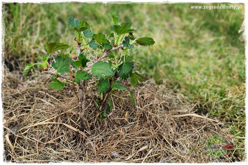 Jak sadzić krzewy z odkrytym korzeniem 42 Jak sadzić krzewy z odkrytym korzeniem 42