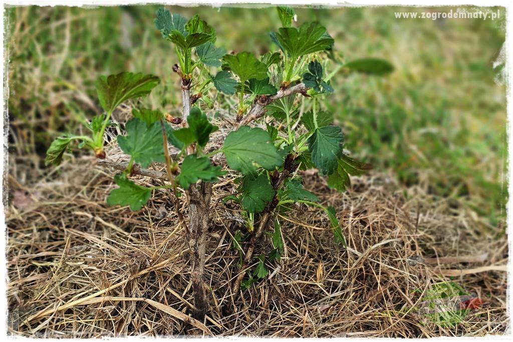 Jak sadzić krzewy z odkrytym korzeniem 43 Jak sadzić krzewy z odkrytym korzeniem 43