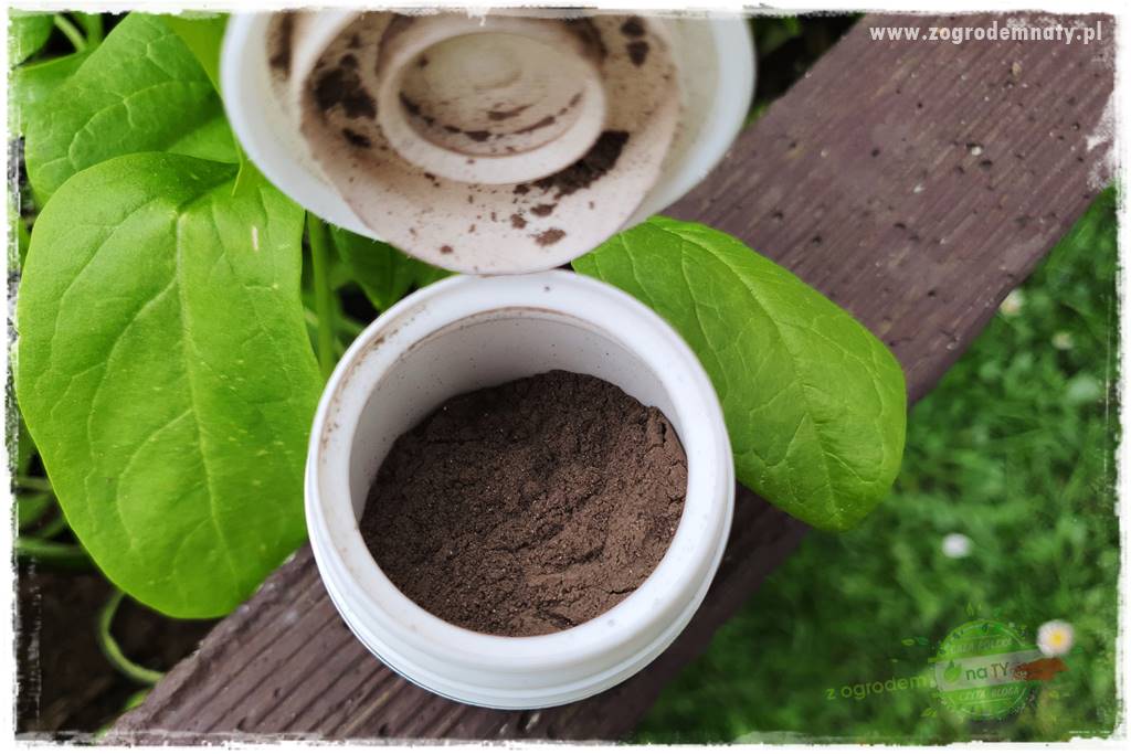 Jak sadzić krzewy z odkrytym korzeniem 45 Jak sadzić krzewy z odkrytym korzeniem 45