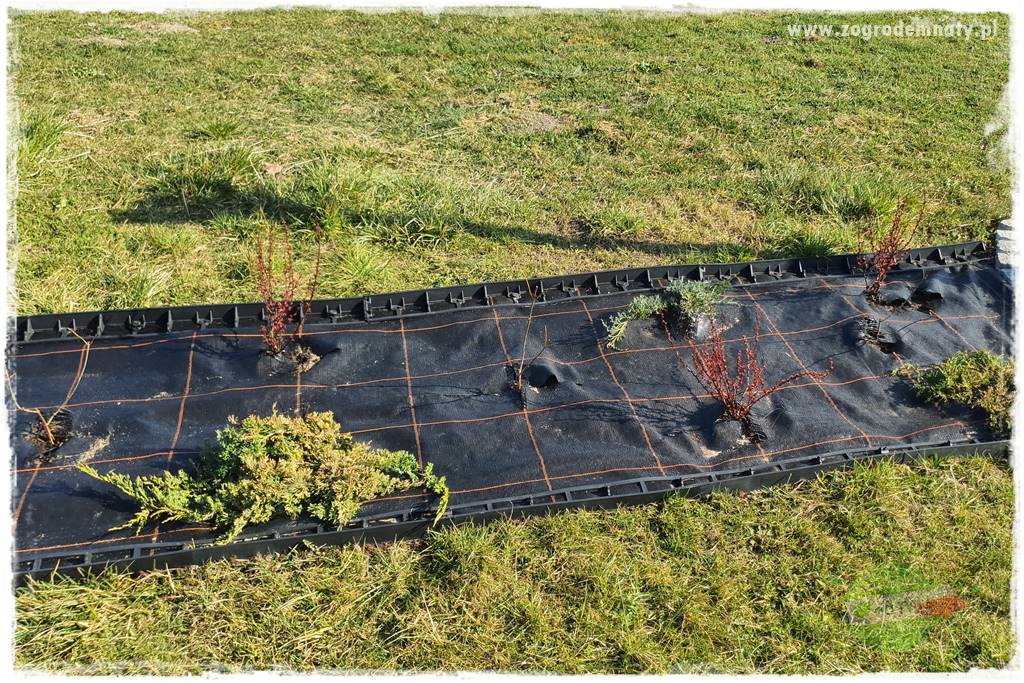 Jak sadzić krzewy z odkrytym korzeniem 5 Jak sadzić krzewy z odkrytym korzeniem 5