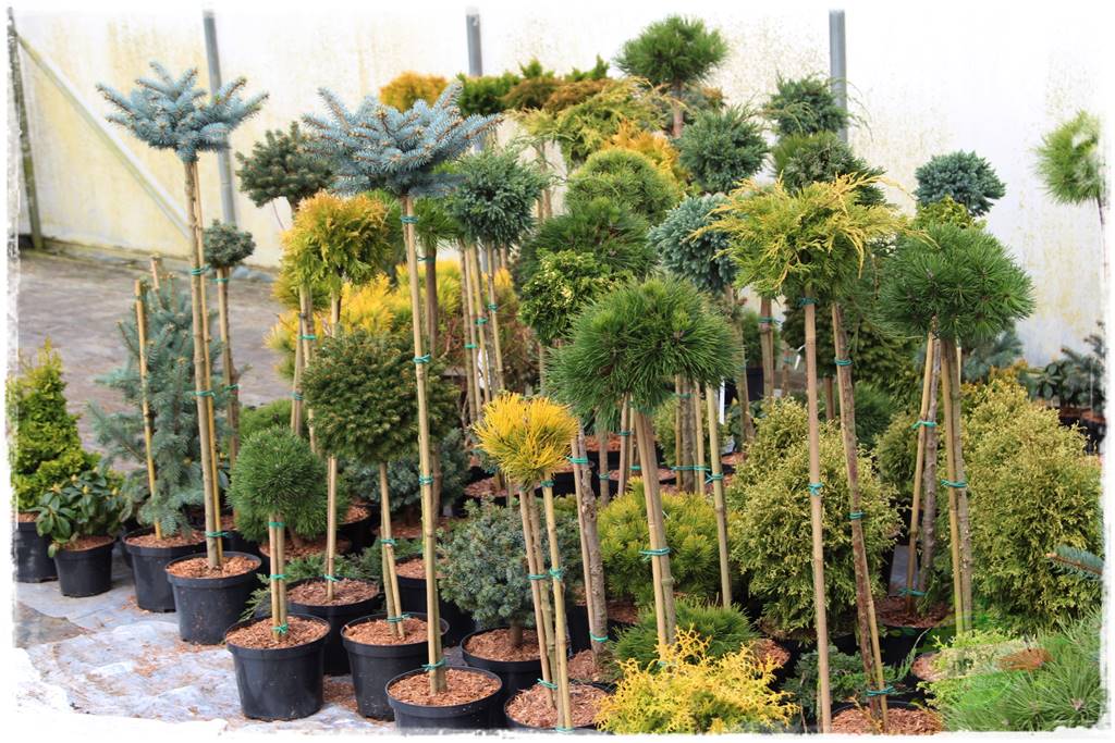 Jak sadzić krzewy z odkrytym korzeniem 7 Jak sadzić krzewy z odkrytym korzeniem 7