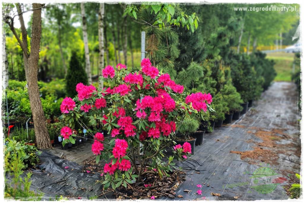 Jak sadzić krzewy z odkrytym korzeniem 9 Jak sadzić krzewy z odkrytym korzeniem 9