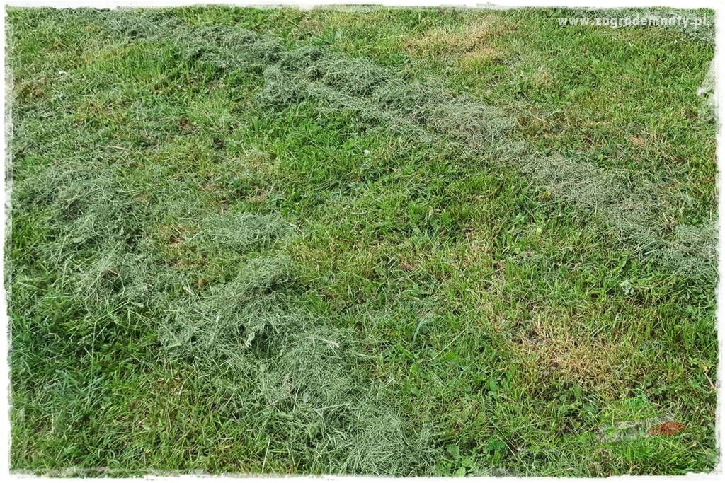 Naturalne ściółki organiczne 11