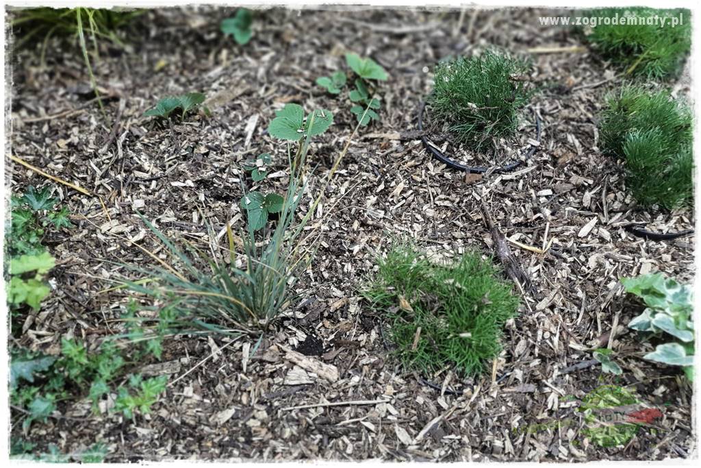 Naturalne ściółki organiczne 13