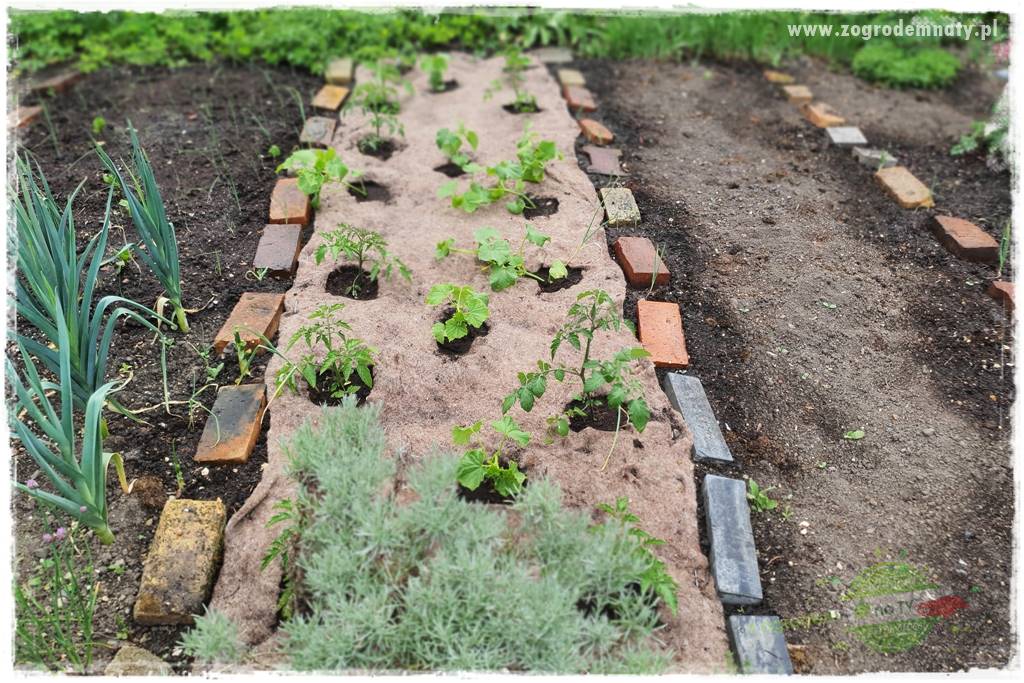 Naturalne ściółki organiczne 9