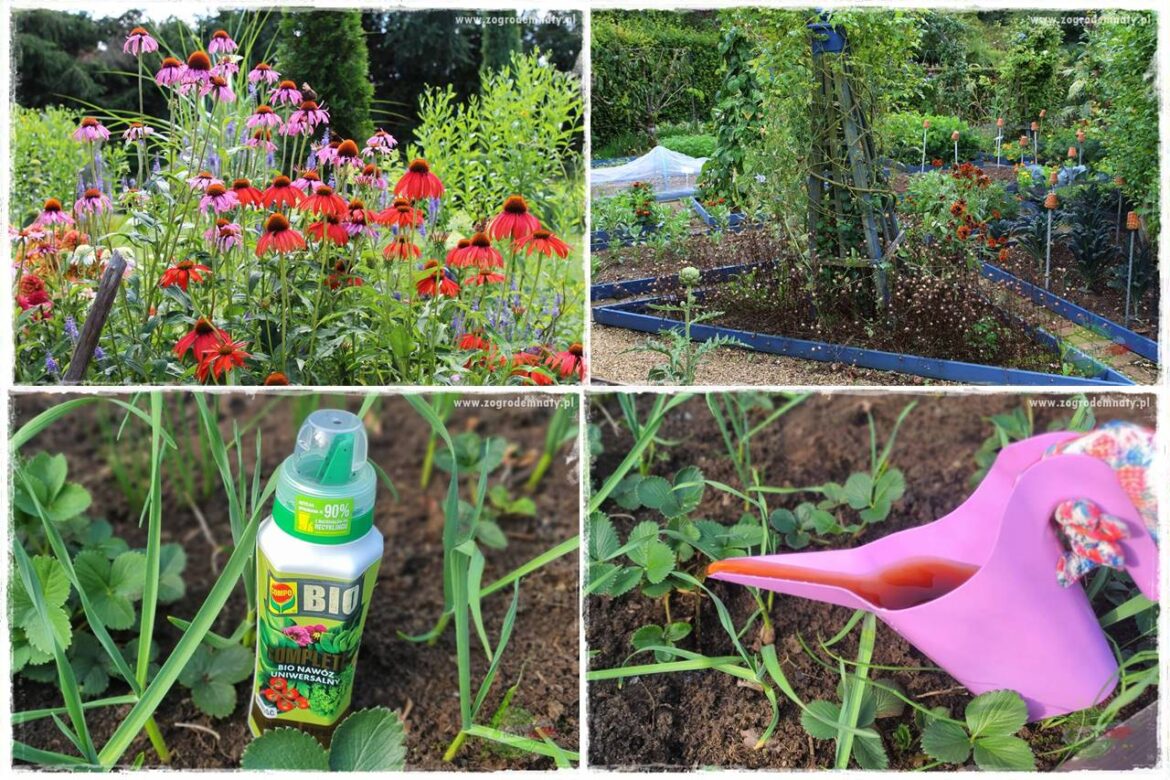 Nawóz ekologiczny 0