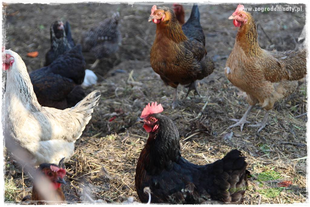 Nawóz ekologiczny 12 Nawóz ekologiczny 12