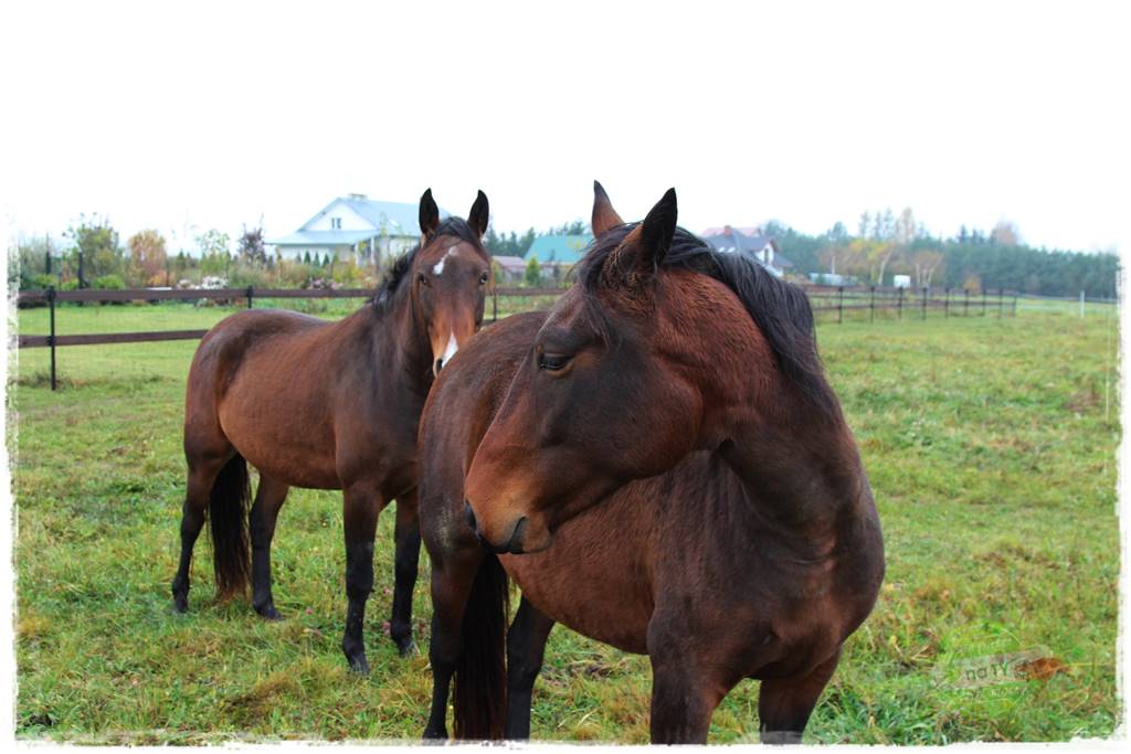 Nawóz ekologiczny 13 Nawóz ekologiczny 13