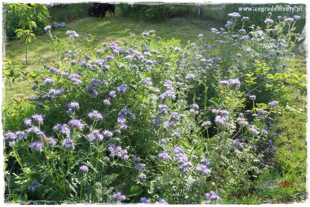 Nawóz ekologiczny 18 Nawóz ekologiczny 18