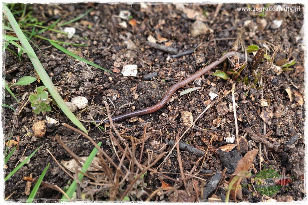 Nawóz ekologiczny 22