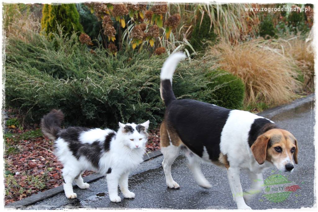 Nawóz ekologiczny 23