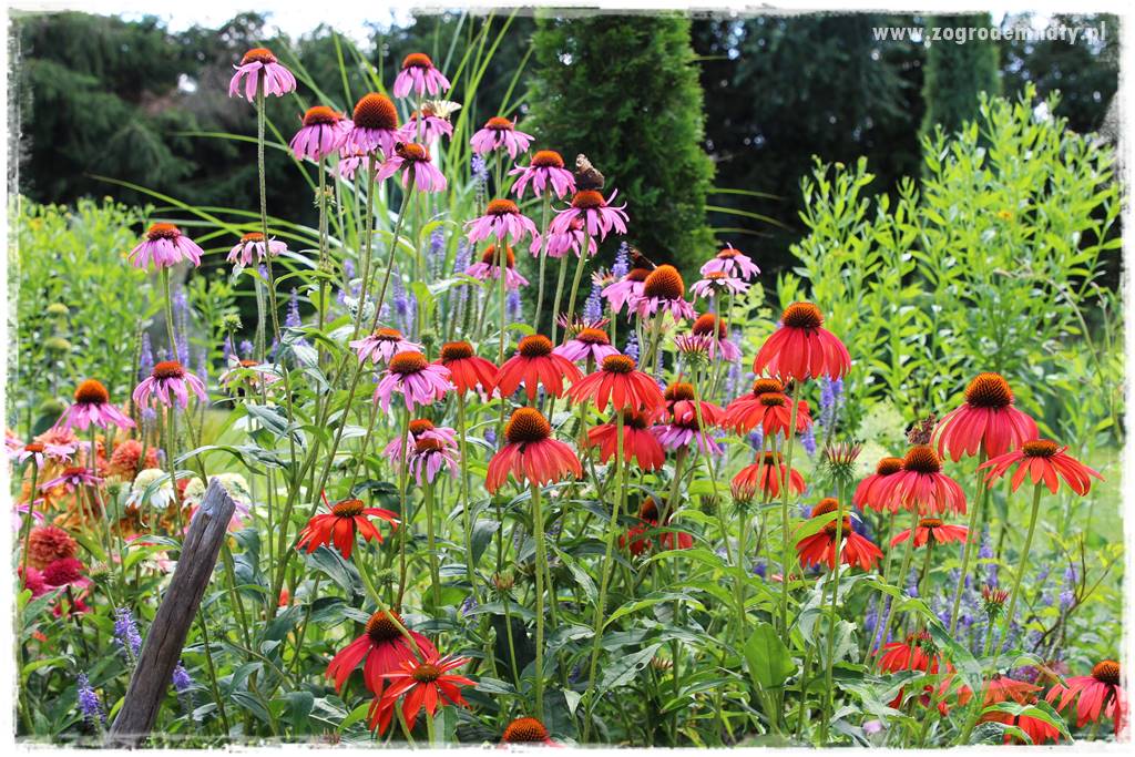 Nawóz ekologiczny 3