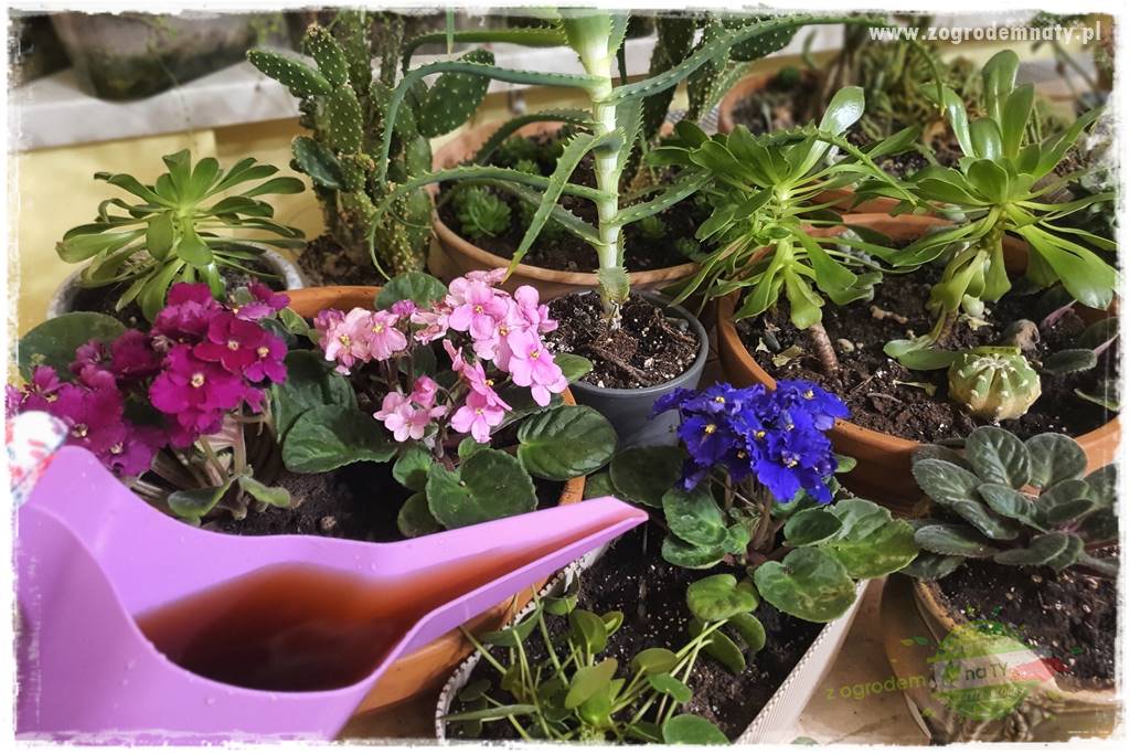 Nawóz ekologiczny 34