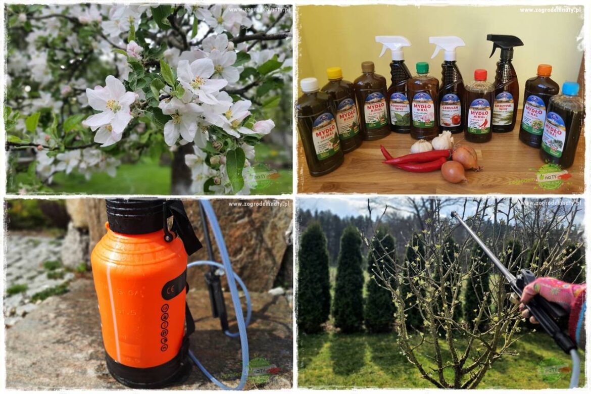 Wiosenne opryski drzew owocowych 0