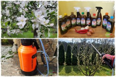 Wiosenne opryski drzew owocowych 0