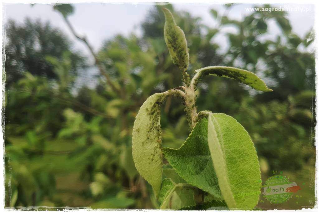 Wiosenne opryski drzew owocowych 1