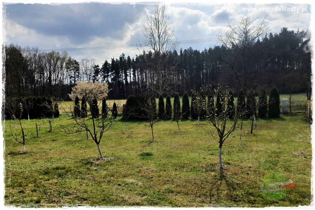 Wiosenne opryski drzew owocowych 10