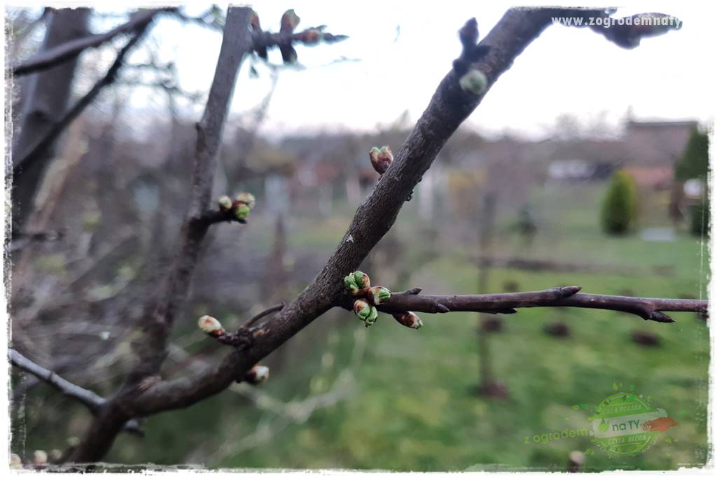 Wiosenne opryski drzew owocowych 11