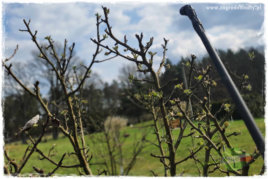 Wiosenne opryski drzew owocowych 12