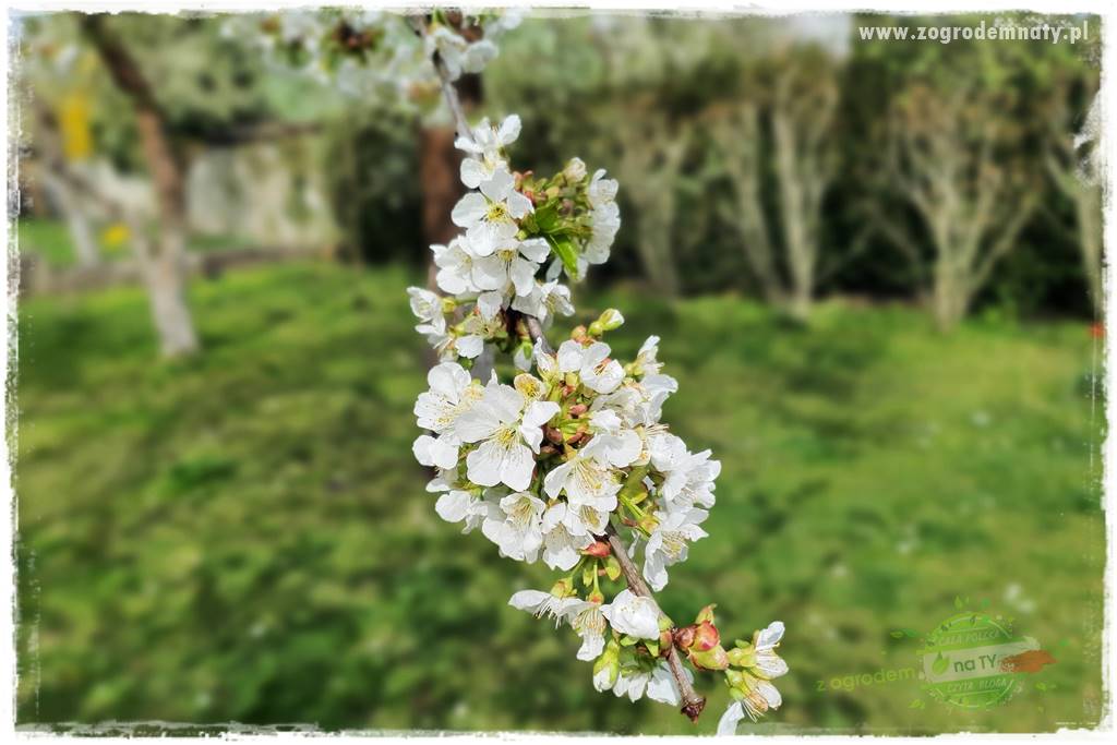 Wiosenne opryski drzew owocowych 17