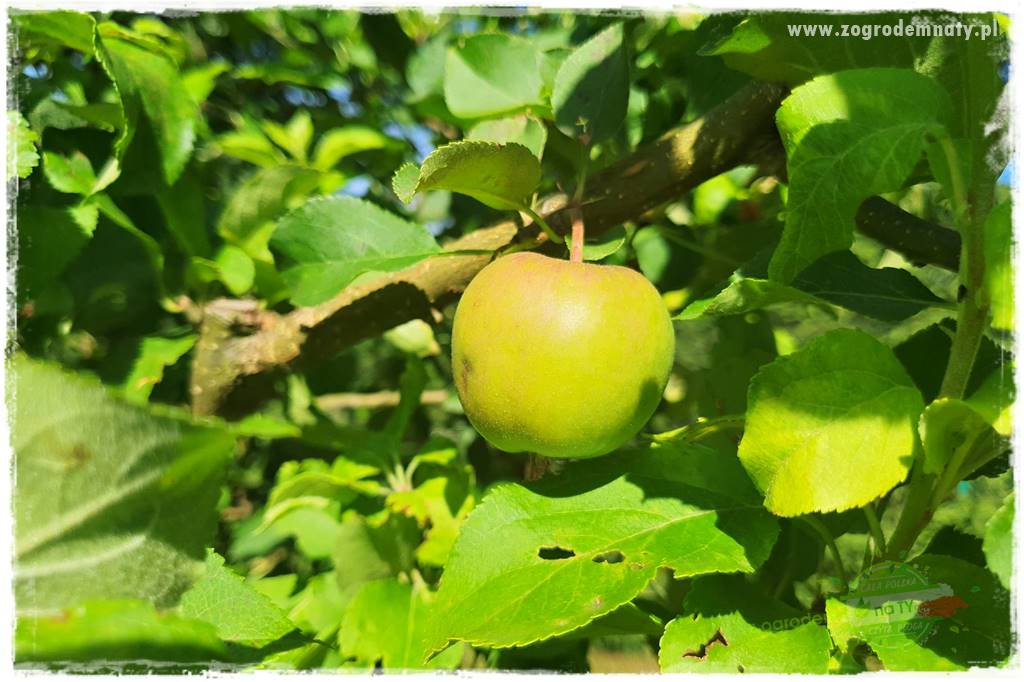 Wiosenne opryski drzew owocowych 19