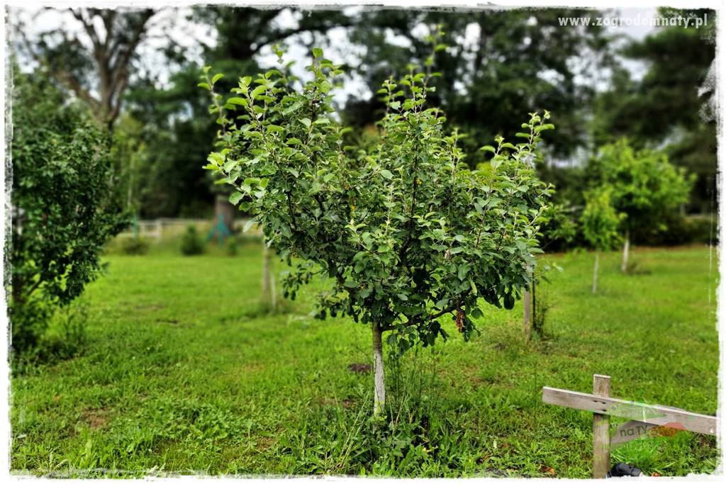 Wiosenne opryski drzew owocowych 2