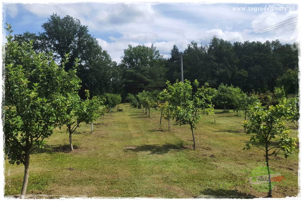 Wiosenne opryski drzew owocowych 21