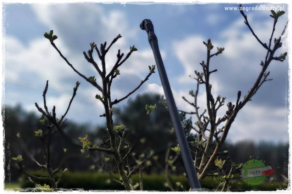 Wiosenne opryski drzew owocowych 27